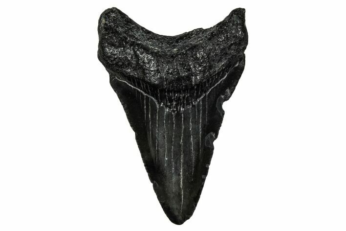 Juvenile Megalodon Tooth - South Carolina #340727